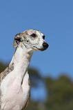 WHIPPET 103